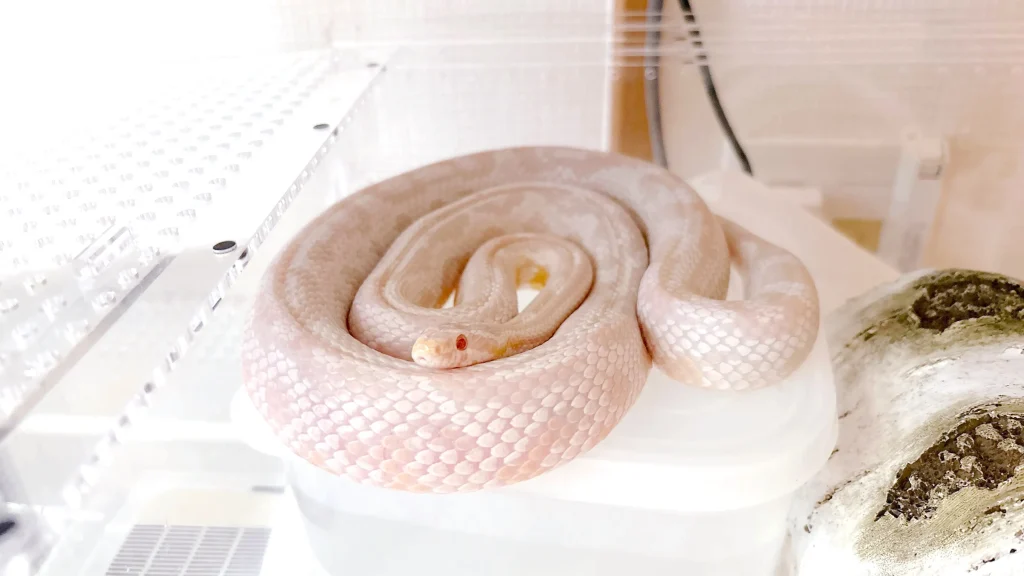 ベイリーのプロフィール写真