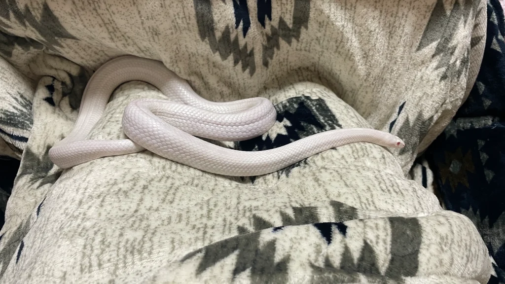 こたつ布団の上にいる白蛇