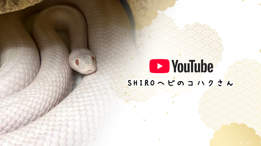 YouTubeチャンネル「SHIROヘビのコハクさん」紹介バナー。白蛇の日常を動画で配信中