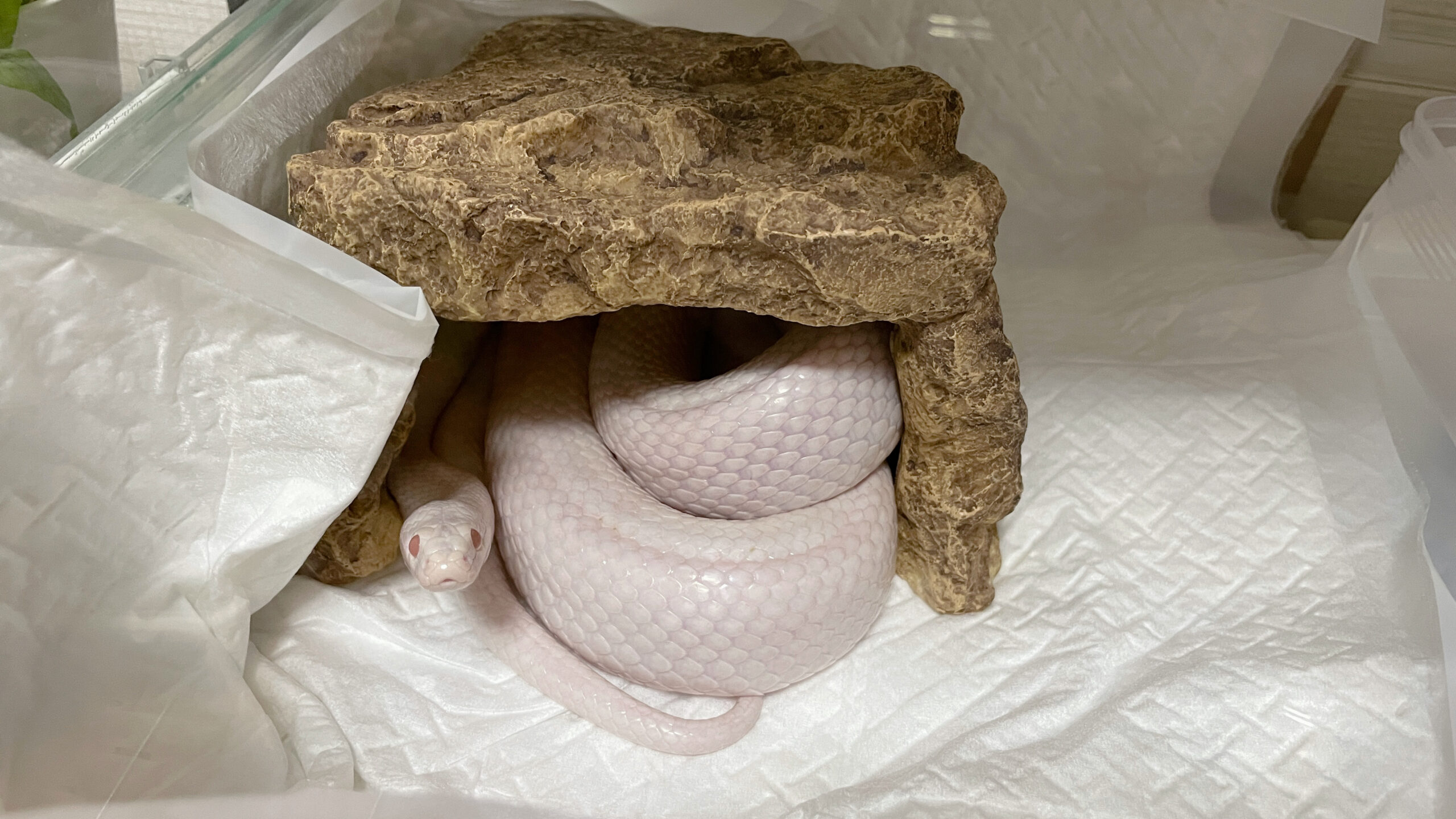 シェルターにいる白蛇のコハクさん